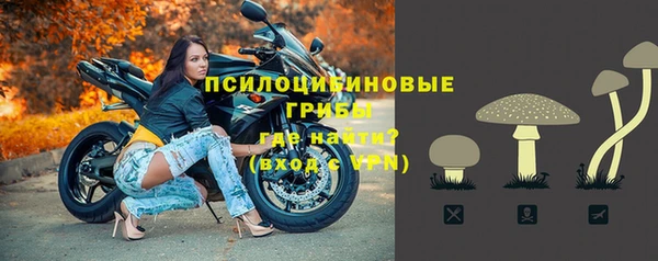 гашик Новозыбков